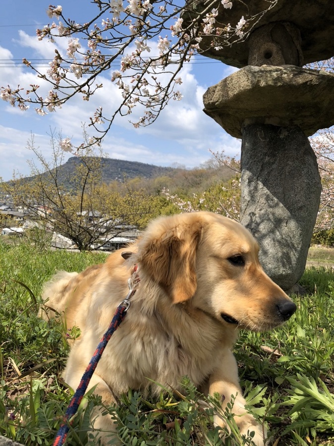 犬と桜